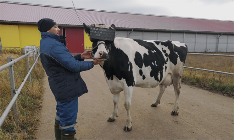 Russian Farmers Using Vr To Make Their Cows Relax Techzim